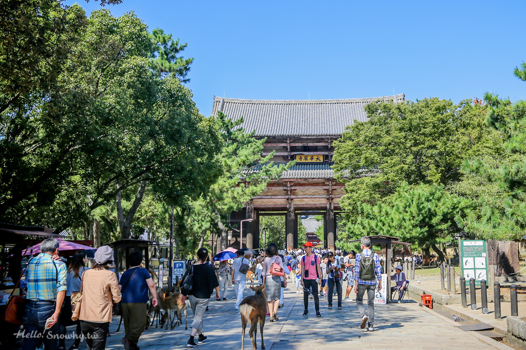 奈良東大寺,奈良,日本世界文化遺產,奈良自由行,關西旅遊,京都景點,奈良景點,日本