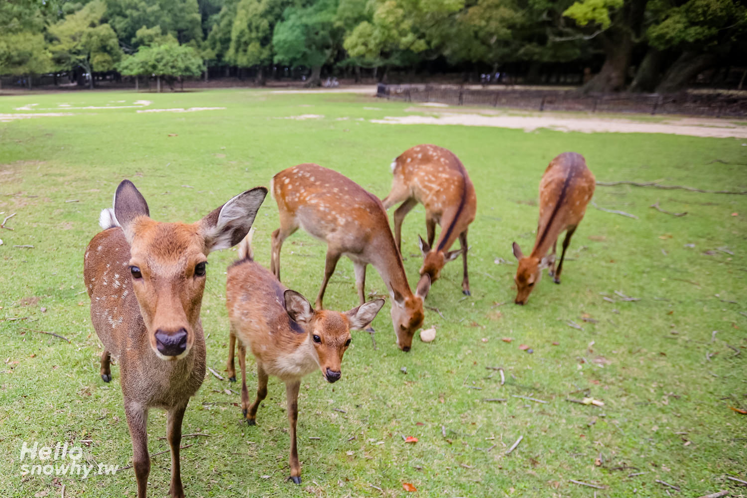 奈良公園,飛火野,春日大社,奈良與鹿玩耍,奈良餵鹿,奈良餵鹿小撇步,奈良小鹿,奈良景點,奈良自由行,奈良懶人包,日本奈良