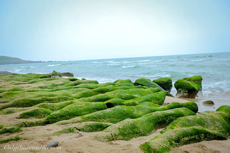 石門區老梅綠石槽,季節限定,綠色夢幻海岸,新北